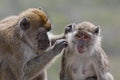 Mother monkey grooming child monkey