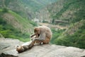 Mother monkey grooming for her baby near Galta Temple in Jaipur, India. Royalty Free Stock Photo