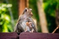 Mother monkey and her baby in Phuket. Thailand. Macaca leonina. Northern Pig-tailed Macaque Royalty Free Stock Photo