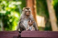Mother monkey and her infant in Phuket. Thailand. Macaca leonina. Northern Pig-tailed Macaque Royalty Free Stock Photo