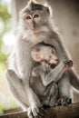 Mother monkey holding her baby at Sacred Monkey Forest Royalty Free Stock Photo