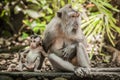 Mother monkey holding her baby at Sacred Monkey Forest Royalty Free Stock Photo