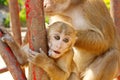 Mother Monkey holding her baby in zoo