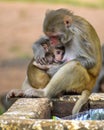 Mother monkey holding its frightened baby close to her body