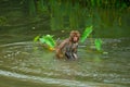 Monkey swimming in the pond . Wildlife monkey . Bokhe background .