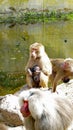 Mother Monkey protecting a baby Royalty Free Stock Photo