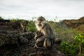 Mother monkey protecting her baby Royalty Free Stock Photo