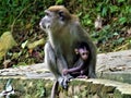 A mother Monkey protecting her baby Royalty Free Stock Photo