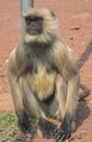 A mother monkey Royalty Free Stock Photo