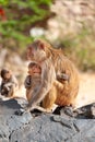 Mother monkey Rhesus macaque hugging her baby