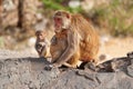 Mother monkey Rhesus macaque hugging her baby