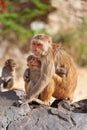 Mother monkey Rhesus macaque hugging her baby