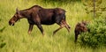 Mother Moose and Calf Graze in Meadow in Grand Teton Royalty Free Stock Photo