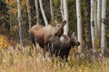 Mother moose with calves in high grass in Alaska