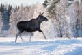 Mother Moose Trotting in snow Royalty Free Stock Photo