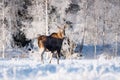 Mother Moose in winter land, Royalty Free Stock Photo