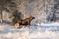 Mother Moose in winter land, Royalty Free Stock Photo