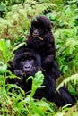 Togetherness-mother and baby mountain gorilla Royalty Free Stock Photo