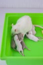 Mother mouse hugs her cubs. Family of decorative rodents close-up