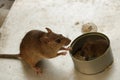 Mother Mouse Watching her Little Pup Eating Rice Inside Tin Can