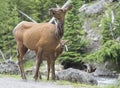 Mother Mule Deer and baby fawn. Royalty Free Stock Photo