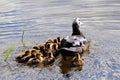 Mother Muscovy duck & ducklings Royalty Free Stock Photo