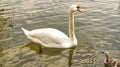 Mother mute swan with chicks swimming in the water. Fluffy feathers of the small waterfowl