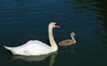 Mother mute swan with cygnet.