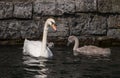 Mother mute swan with cygnet,swimming on water with old stone wall in background