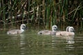 Mother Mute Swan and Cygnets swimming on a lake