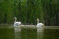 Mother Mute Swan and Cygnets swimming on a lake