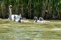 Mother Mute Swan and Cygnets swimming on a lake