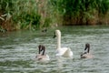 Mother Mute Swan and Cygnets swimming on a lake