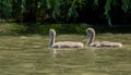 Mother Mute Swan and Cygnets swimming on a lake