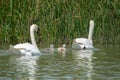 Mother Mute Swan and Cygnets swimming on a lake