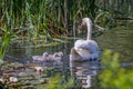 Mother Mute swan and her newly hatched cygnets on pond amongst rushes and flowering lilies