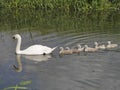 Mother Mute Swan leading six baby Signets on River