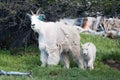 Mother nanny and baby kid mountain goats on Hurricane Ridge in Olympic National Park in Washington state USA Royalty Free Stock Photo