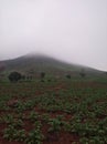 Mother Nature mist plant