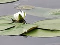 Mother Nature plant water lilly Royalty Free Stock Photo