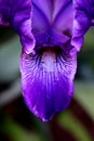 Ethereal Purple Iris Petals Royalty Free Stock Photo