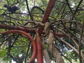 nature make a move to covering of human facility. hanging tree roots wrapped around a rusty iron pole Royalty Free Stock Photo