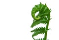 Mother Natures Springtime New Growth Fern Curl Royalty Free Stock Photo