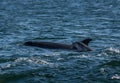 Mother And Newborn Baby Bottlenose Dolphin During A Salmon Hunting Lesson At The Moray Firth Near Inverness In Scotland