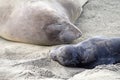 Mom and newborn elephant seal pup close up Royalty Free Stock Photo