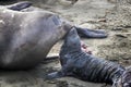 Mother and Newborn Seal Pup Bond on a Beach Royalty Free Stock Photo