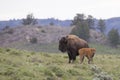 Mother and newly born buffalo in Wyoming Royalty Free Stock Photo