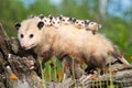 Mother opossum with her entire litter on her back