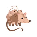 Mother Opossum with Its Babies, Family of Opossums Vector Illustration