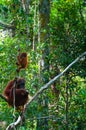 Mother Orang Utan and baby sitting on a tree in Royalty Free Stock Photo